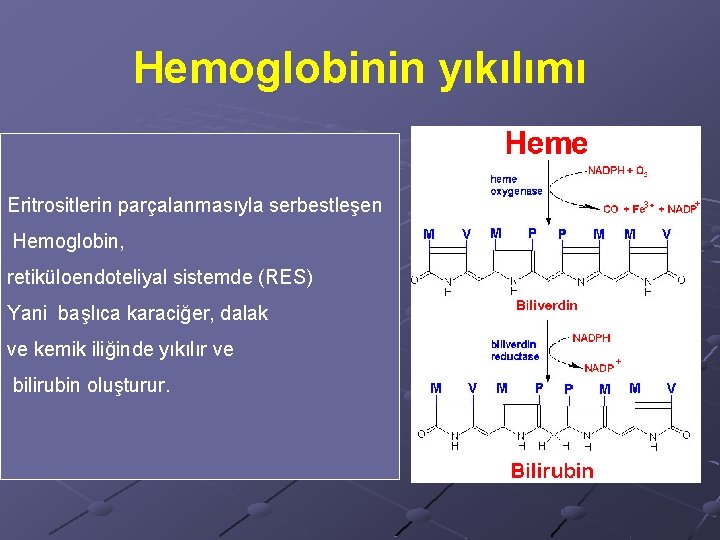 Hemoglobinin yıkılımı Eritrositlerin parçalanmasıyla serbestleşen Hemoglobin, retiküloendoteliyal sistemde (RES) Yani başlıca karaciğer, dalak ve