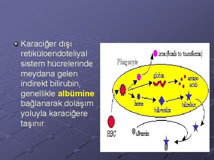 Karaciğer dışı retiküloendoteliyal sistem hücrelerinde meydana gelen indirekt bilirubin, genellikle albümine bağlanarak dolaşım yoluyla