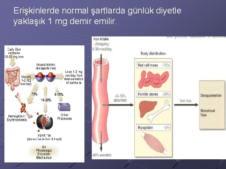 Erişkinlerde normal şartlarda günlük diyetle yaklaşık 1 mg demir emilir. 