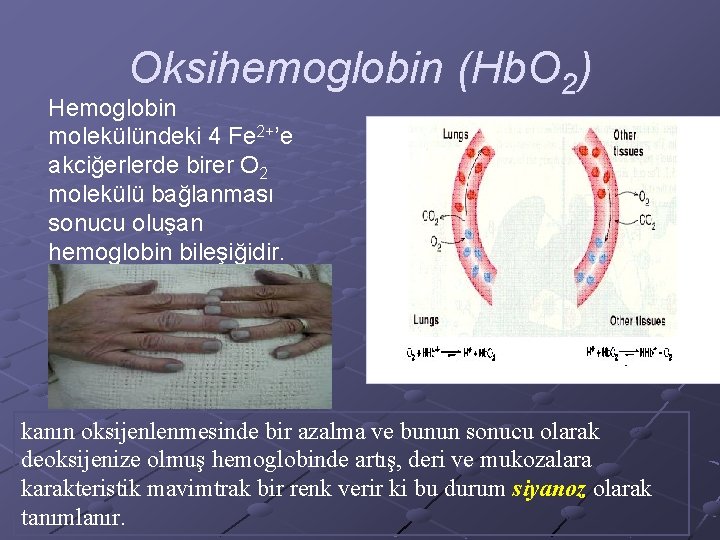 Oksihemoglobin (Hb. O 2) Hemoglobin molekülündeki 4 Fe 2+’e akciğerlerde birer O 2 molekülü