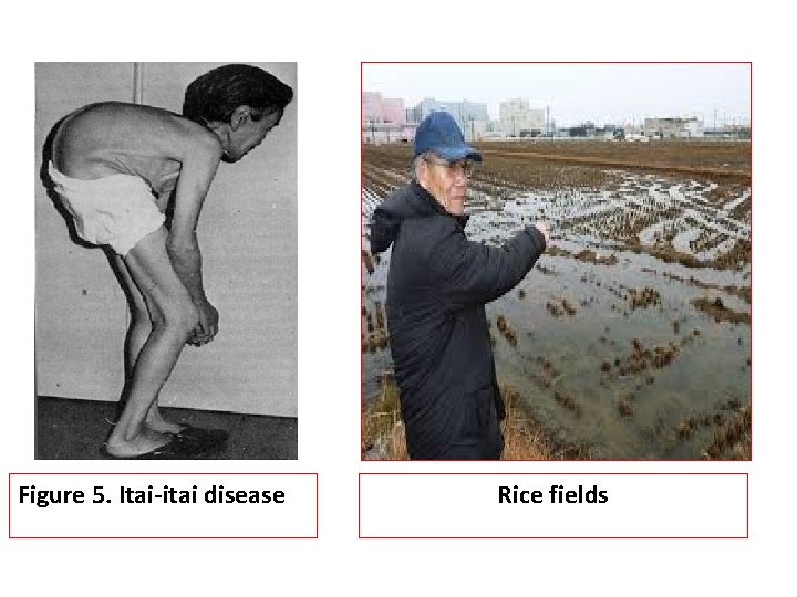 Figure 5. Itai-itai disease Rice fields 