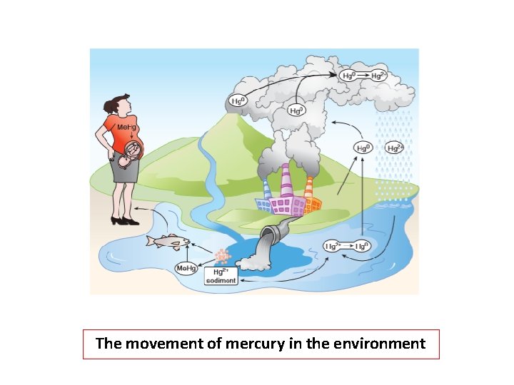 The movement of mercury in the environment 