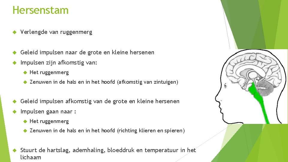 Hersenstam Verlengde van ruggenmerg Geleid impulsen naar de grote en kleine hersenen Impulsen zijn Hersenstam Verlengde van ruggenmerg Geleid impulsen naar de grote en kleine hersenen Impulsen zijn