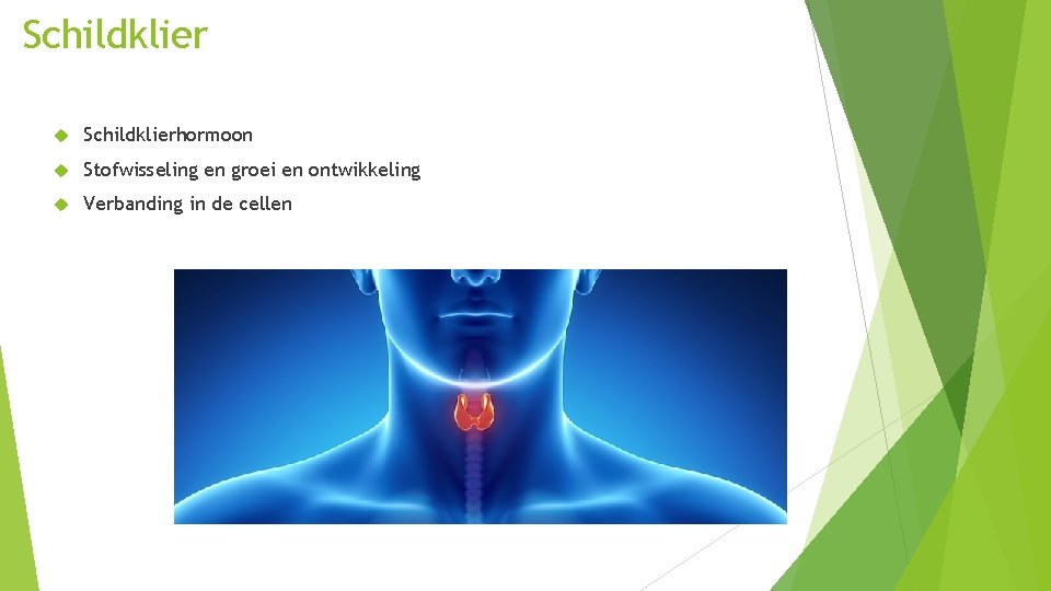 Schildklier Schildklierhormoon Stofwisseling en groei en ontwikkeling Verbanding in de cellen Schildklier Schildklierhormoon Stofwisseling en groei en ontwikkeling Verbanding in de cellen