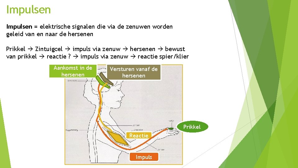 Boek 5 thema 1 Impulsen = elektrische signalen die via de zenuwen worden geleid Boek 5 thema 1 Impulsen = elektrische signalen die via de zenuwen worden geleid