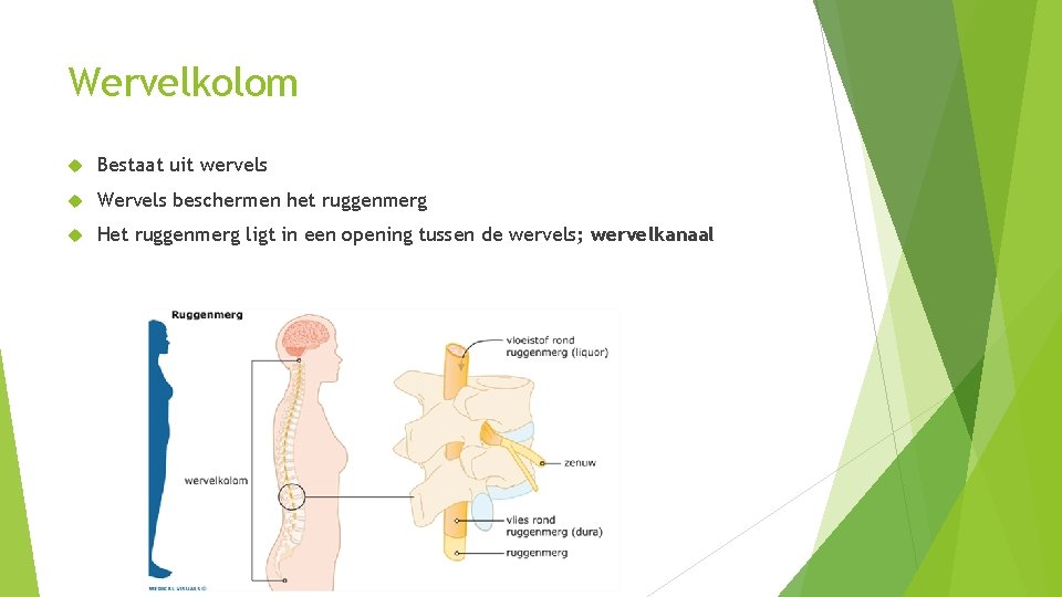 Wervelkolom Bestaat uit wervels Wervels beschermen het ruggenmerg Het ruggenmerg ligt in een opening Wervelkolom Bestaat uit wervels Wervels beschermen het ruggenmerg Het ruggenmerg ligt in een opening