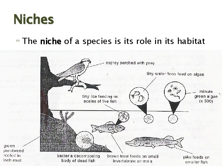 Niches The niche of a species is its role in its habitat 