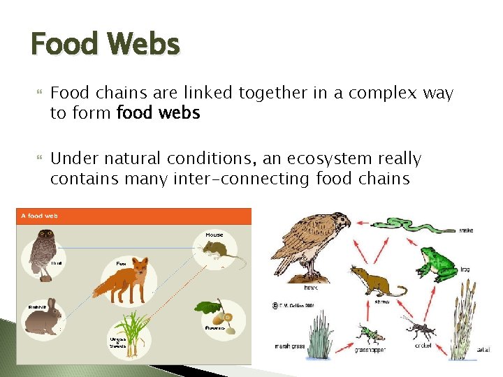 Food Webs Food chains are linked together in a complex way to form food