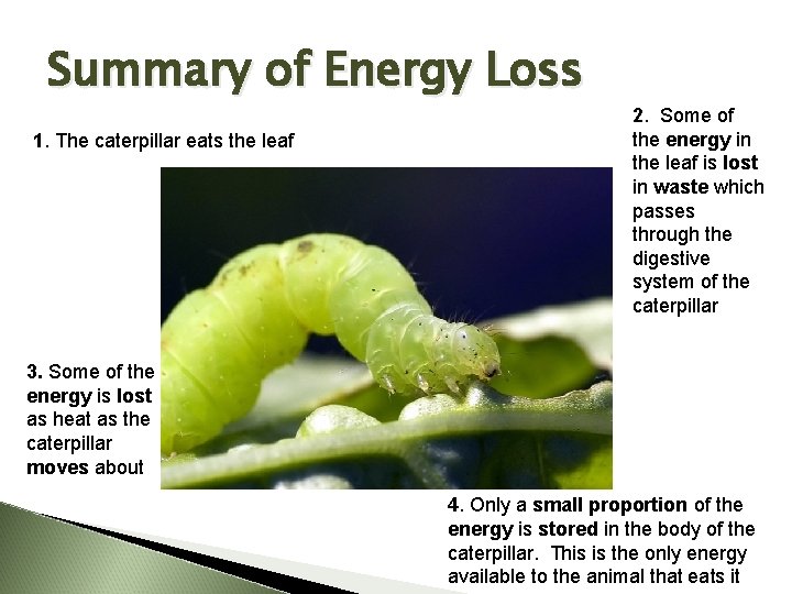 Summary of Energy Loss 1. The caterpillar eats the leaf 2. Some of the