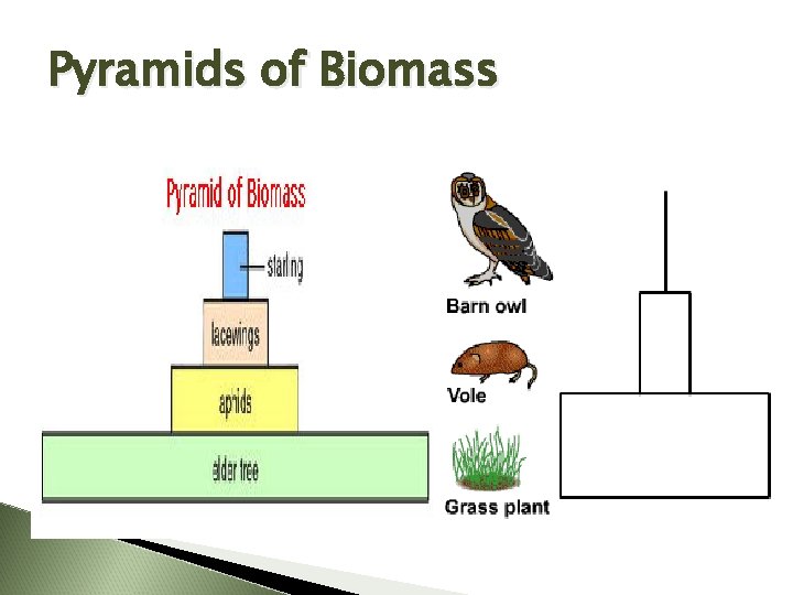 Pyramids of Biomass 