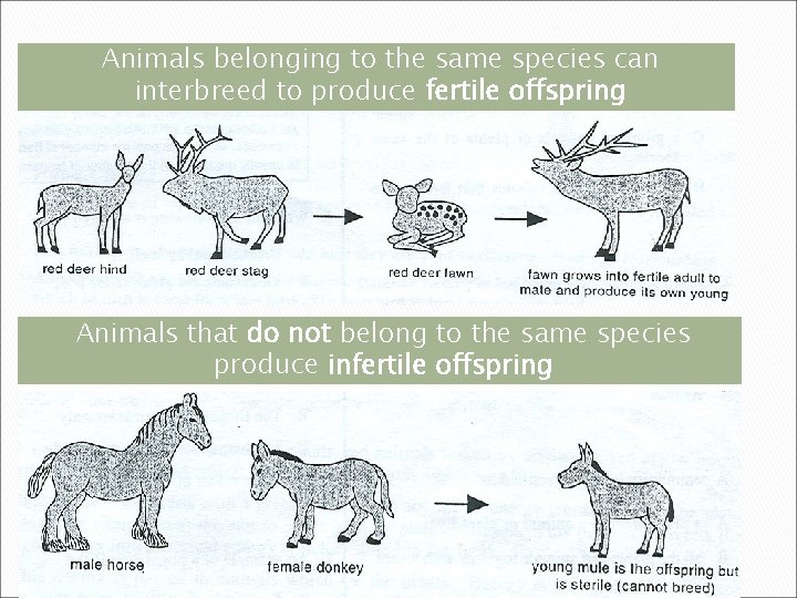 Animals belonging to the same species can interbreed to produce fertile offspring Animals that