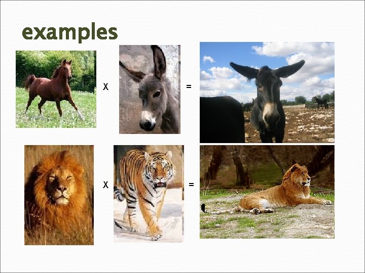 examples X = 