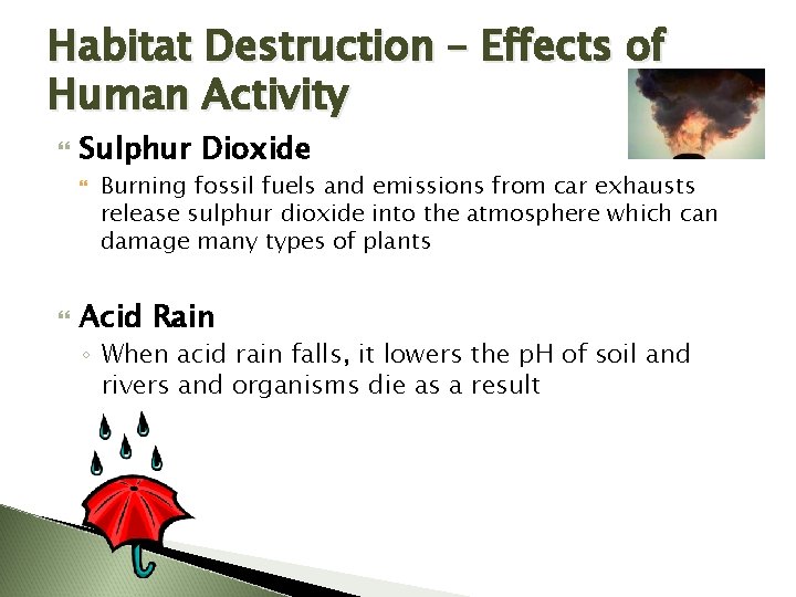 Habitat Destruction – Effects of Human Activity Sulphur Dioxide Burning fossil fuels and emissions