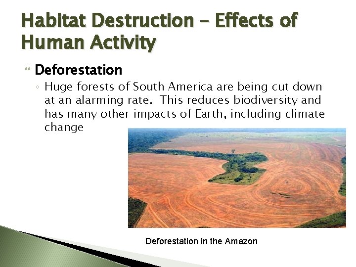 Habitat Destruction – Effects of Human Activity Deforestation ◦ Huge forests of South America