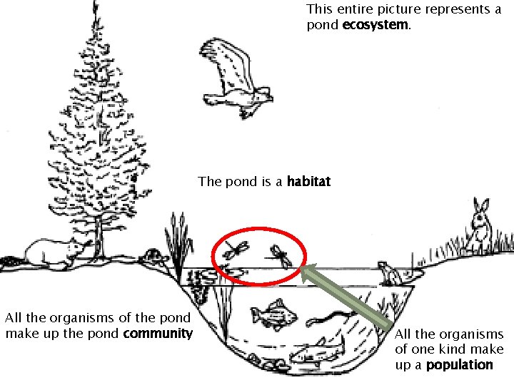 This entire picture represents a pond ecosystem. The pond is a habitat All the