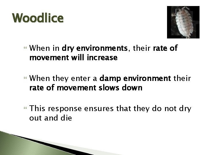 Woodlice When in dry environments, their rate of movement will increase When they enter