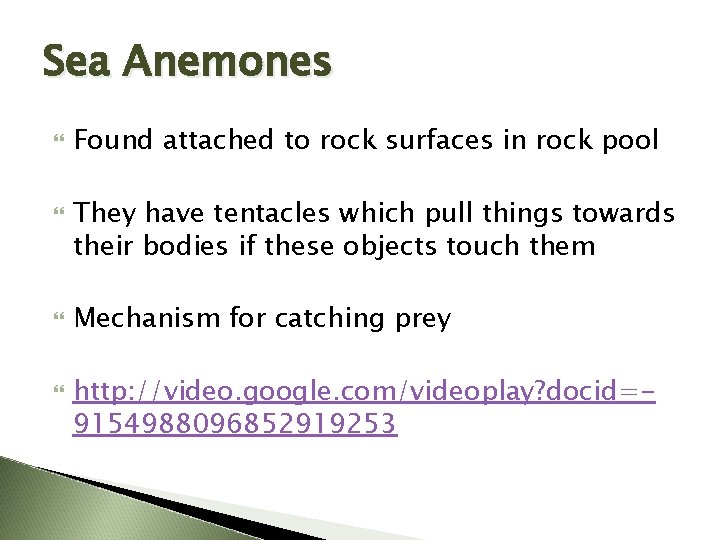 Sea Anemones Found attached to rock surfaces in rock pool They have tentacles which