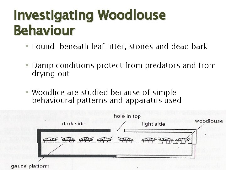 Investigating Woodlouse Behaviour Found beneath leaf litter, stones and dead bark Damp conditions protect