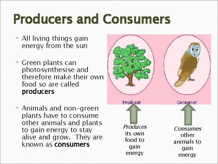 Producers and Consumers All living things gain energy from the sun Green plants can