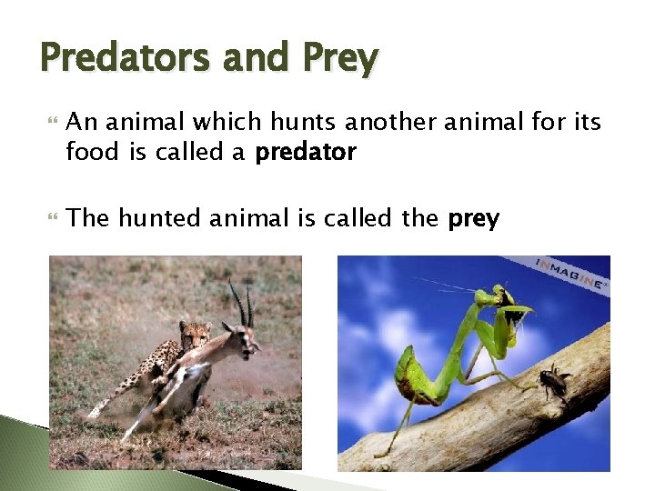 Predators and Prey An animal which hunts another animal for its food is called