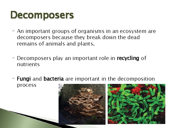 Decomposers An important groups of organisms in an ecosystem are decomposers because they break