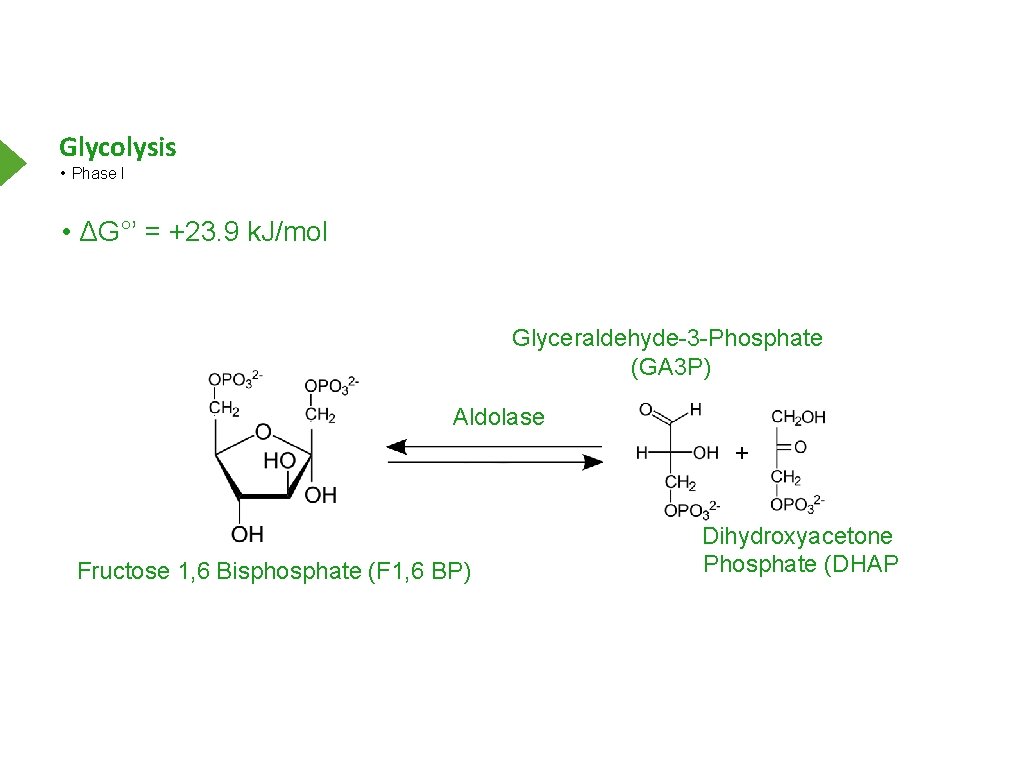 Glycolysis • Phase I • ΔG°’ = +23. 9 k. J/mol Glyceraldehyde-3 -Phosphate (GA