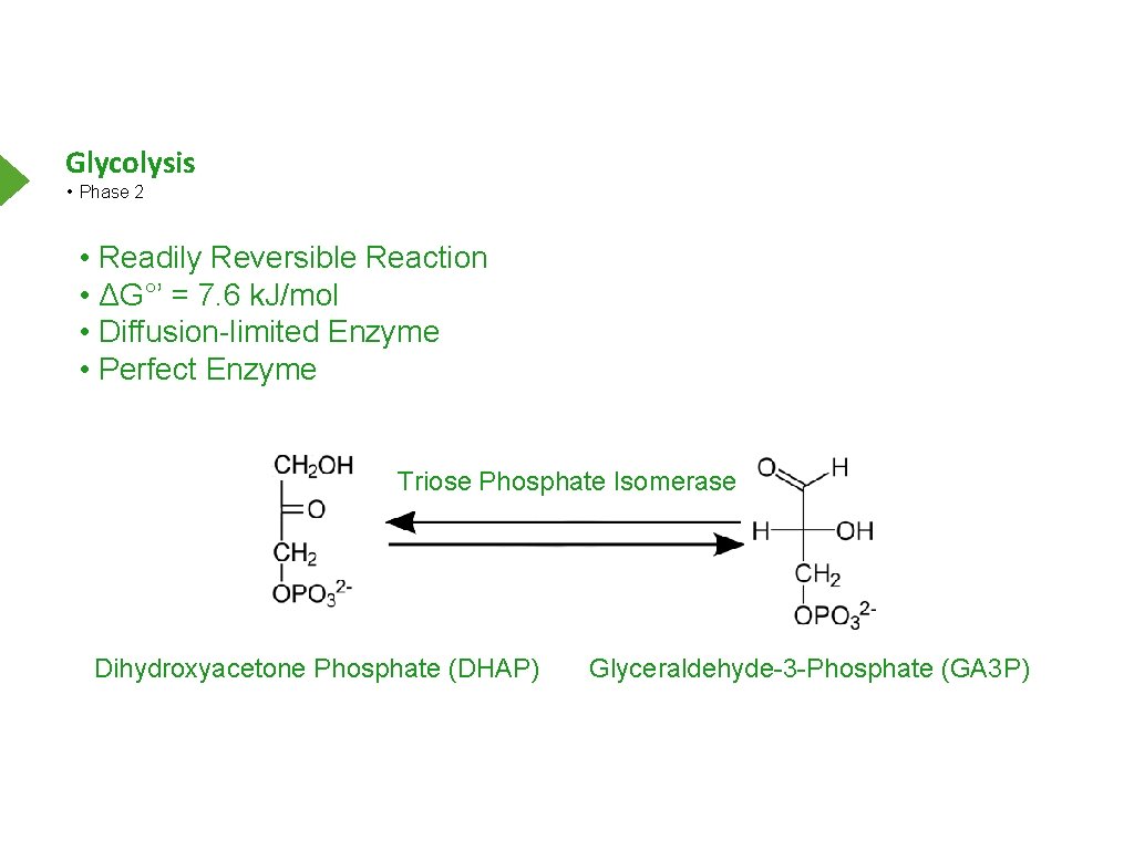 Glycolysis • Phase 2 • Readily Reversible Reaction • ΔG°’ = 7. 6 k.