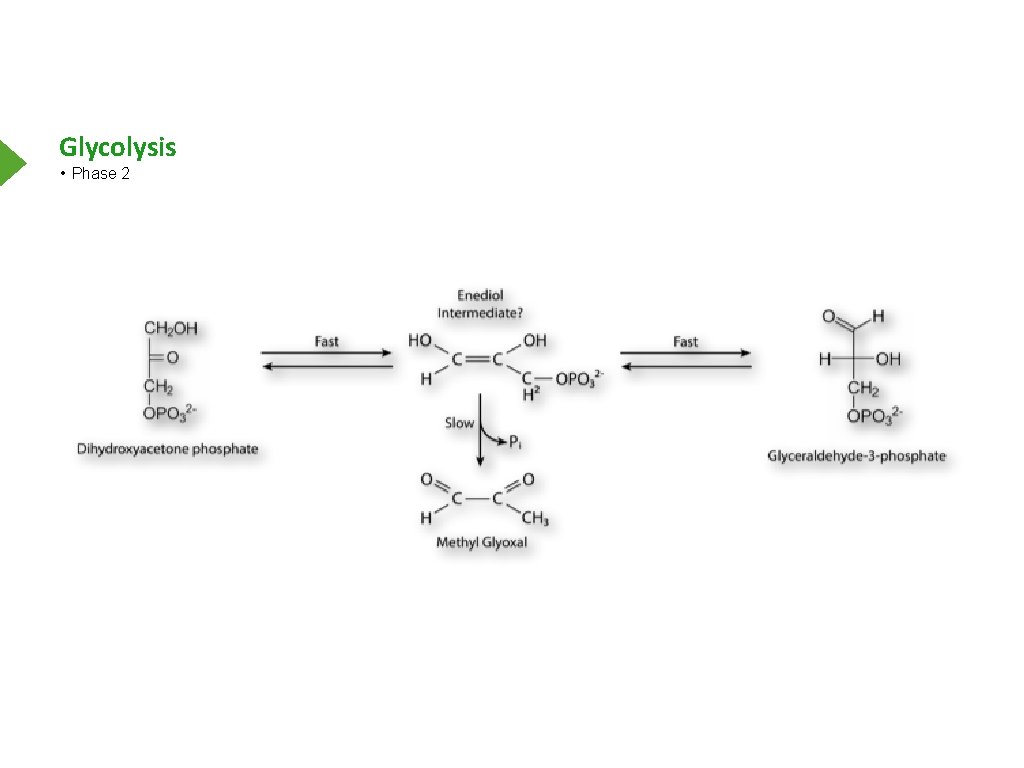 Glycolysis • Phase 2 