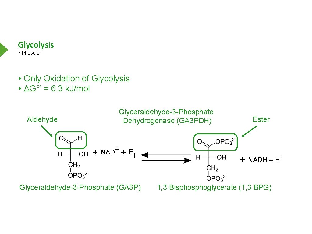 Glycolysis • Phase 2 • Only Oxidation of Glycolysis • ΔG°’ = 6. 3