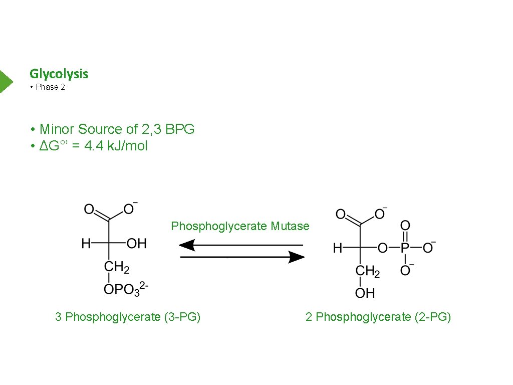 Glycolysis • Phase 2 • Minor Source of 2, 3 BPG • ΔG°’ =