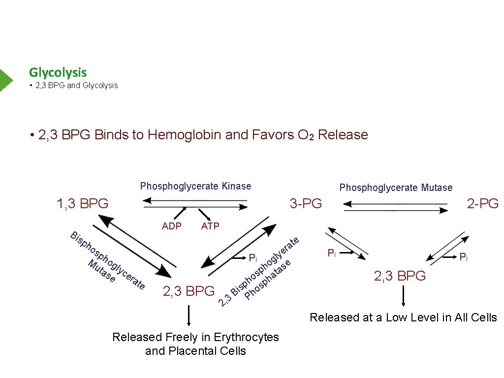 Glycolysis • 2, 3 BPG and Glycolysis • 2, 3 BPG Binds to Hemoglobin