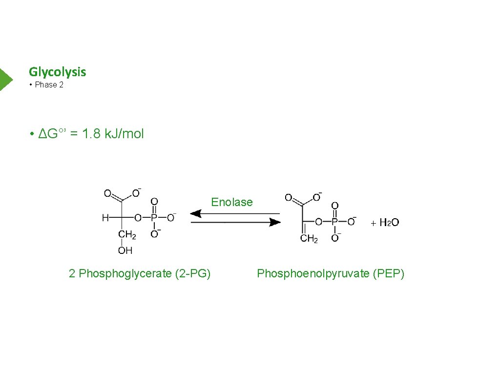 Glycolysis • Phase 2 • ΔG°’ = 1. 8 k. J/mol Enolase 2 Phosphoglycerate