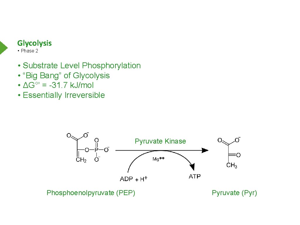 Glycolysis • Phase 2 • Substrate Level Phosphorylation • “Big Bang” of Glycolysis •