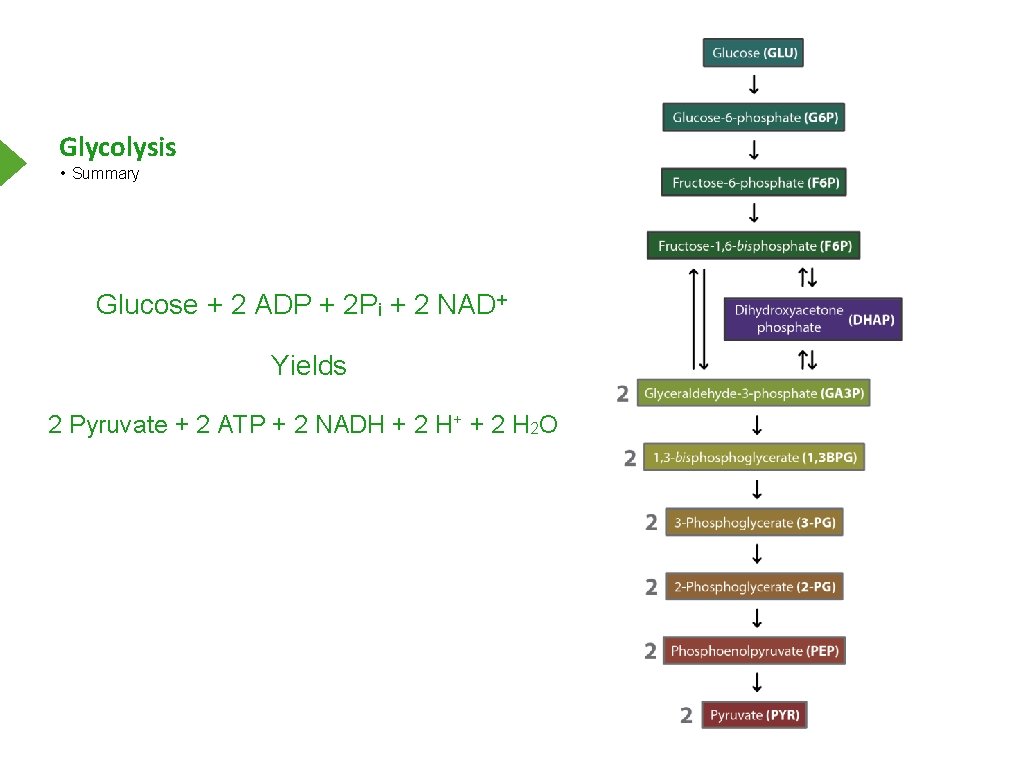 Glycolysis • Summary Glucose + 2 ADP + 2 Pi + 2 NAD+ Yields