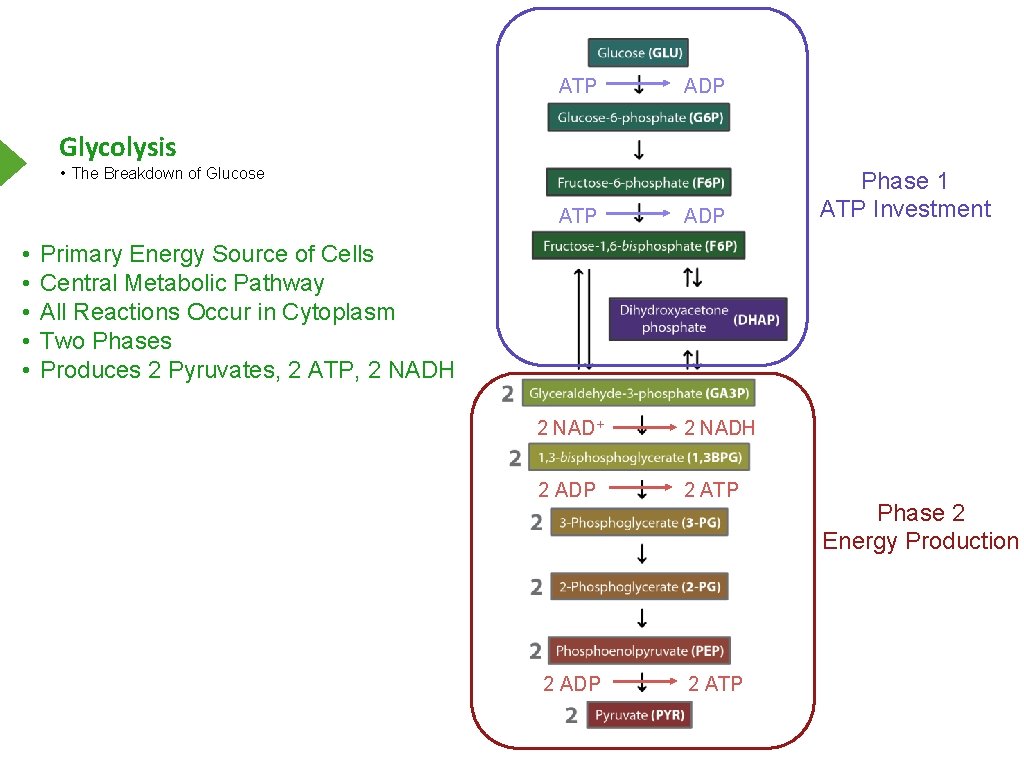 ATP ADP Glycolysis • The Breakdown of Glucose ATP • • • ADP Phase