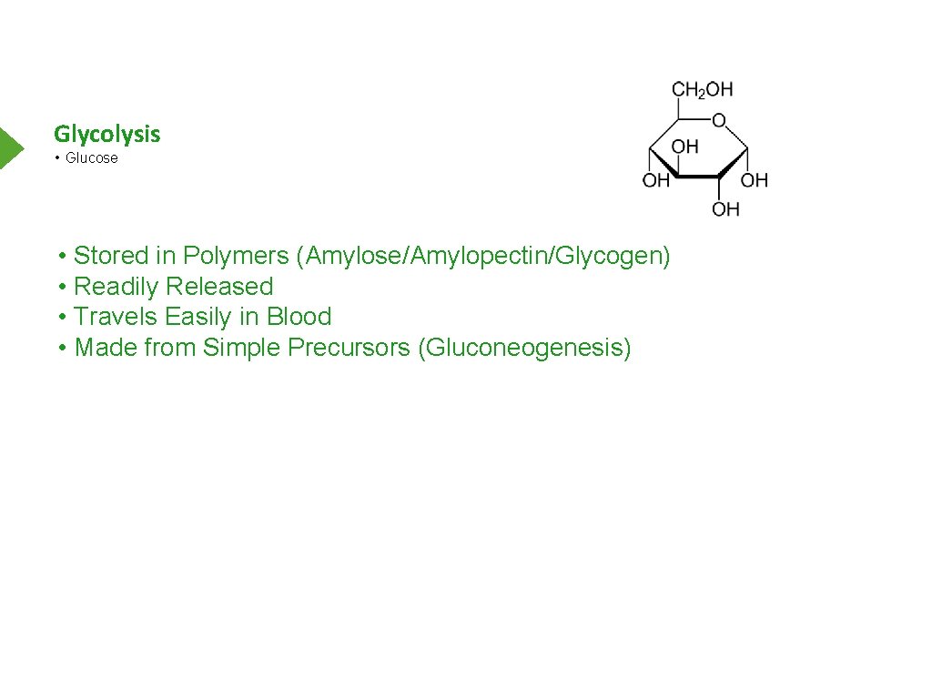 Glycolysis • Glucose • Stored in Polymers (Amylose/Amylopectin/Glycogen) • Readily Released • Travels Easily