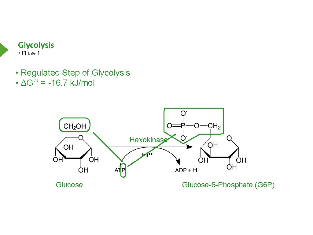 Glycolysis • Phase 1 • Regulated Step of Glycolysis • ΔG°’ = -16. 7