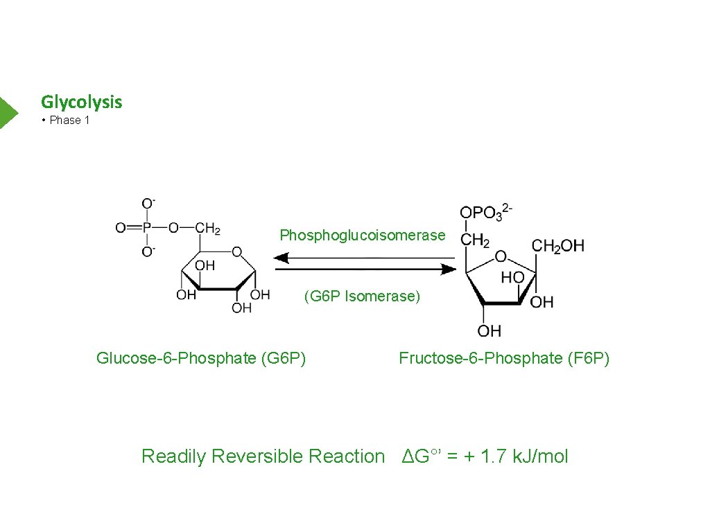 Glycolysis • Phase 1 Phosphoglucoisomerase (G 6 P Isomerase) Glucose-6 -Phosphate (G 6 P)