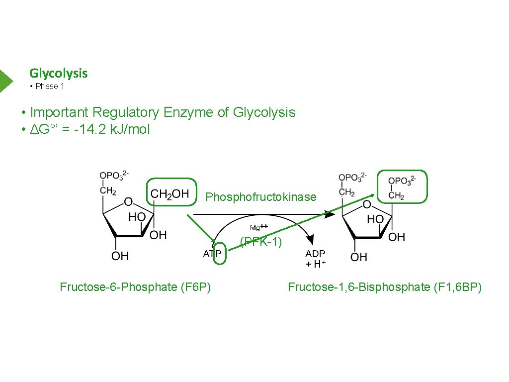 Glycolysis • Phase 1 • Important Regulatory Enzyme of Glycolysis • ΔG°’ = -14.