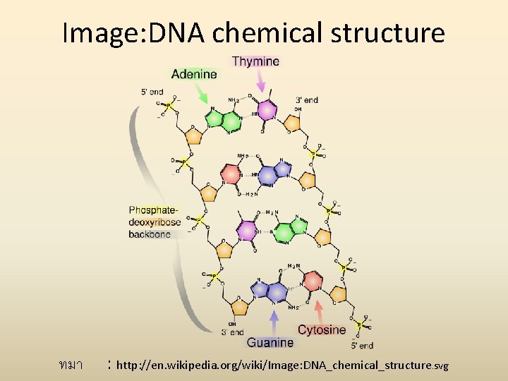 Image: DNA chemical structure ทมา : http: //en. wikipedia. org/wiki/Image: DNA_chemical_structure. svg 