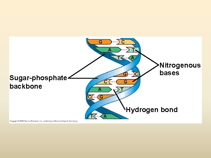 G C A T G Sugar-phosphate backbone C A C C Nitrogenous bases G