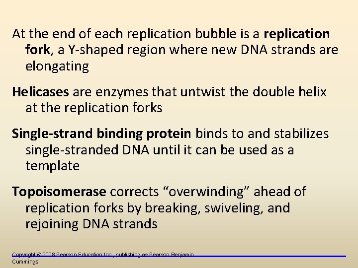 At the end of each replication bubble is a replication fork, a Y-shaped region