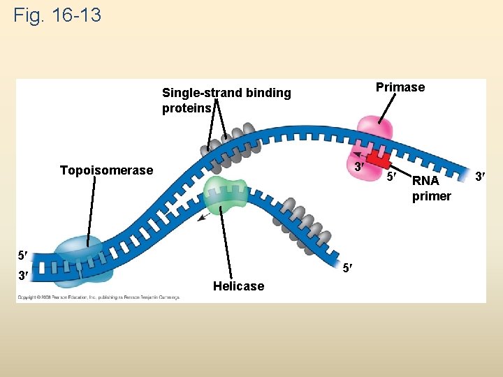 Fig. 16 -13 Primase Single-strand binding proteins 3 Topoisomerase 5 3 5 Helicase 5