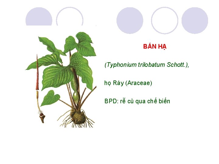 BÁN HẠ (Typhonium trilobatum Schott. ), họ Ráy (Araceae) BPD: rễ củ qua chế