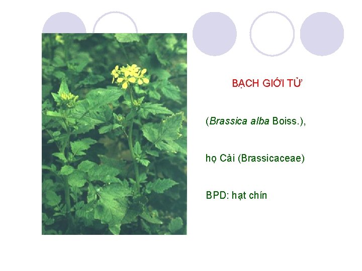 BẠCH GIỚI TỬ (Brassica alba Boiss. ), họ Cải (Brassicaceae) BPD: hạt chín 