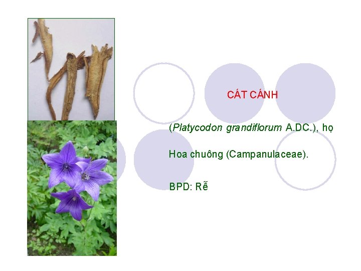 CÁT CÁNH (Platycodon grandiflorum A. DC. ), họ Hoa chuông (Campanulaceae). BPD: Rễ 