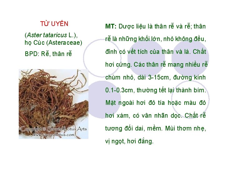 TỬ UYỂN MT: Dược liệu là thân rễ và rễ; thân (Aster tataricus L.