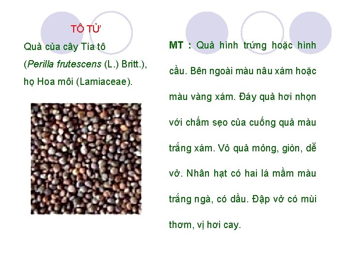 TÔ TỬ Quả của cây Tía tô (Perilla frutescens (L. ) Britt. ), họ