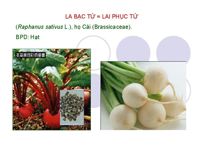 LA BẠC TỬ = LAI PHỤC TỬ (Raphanus sativus L. ), họ Cải (Brassicaceae).