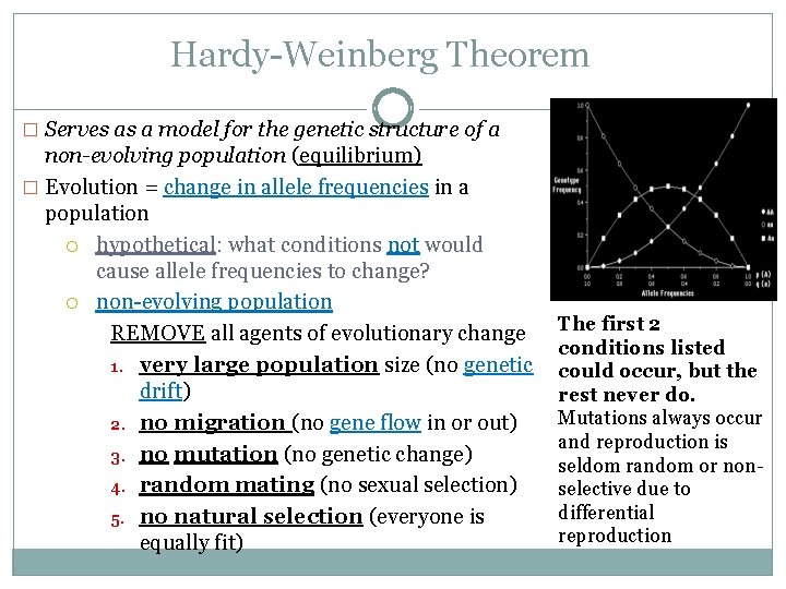 Hardy-Weinberg Theorem � Serves as a model for the genetic structure of a non-evolving